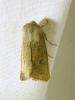 300905 – Photo : Moth-er – France (69)